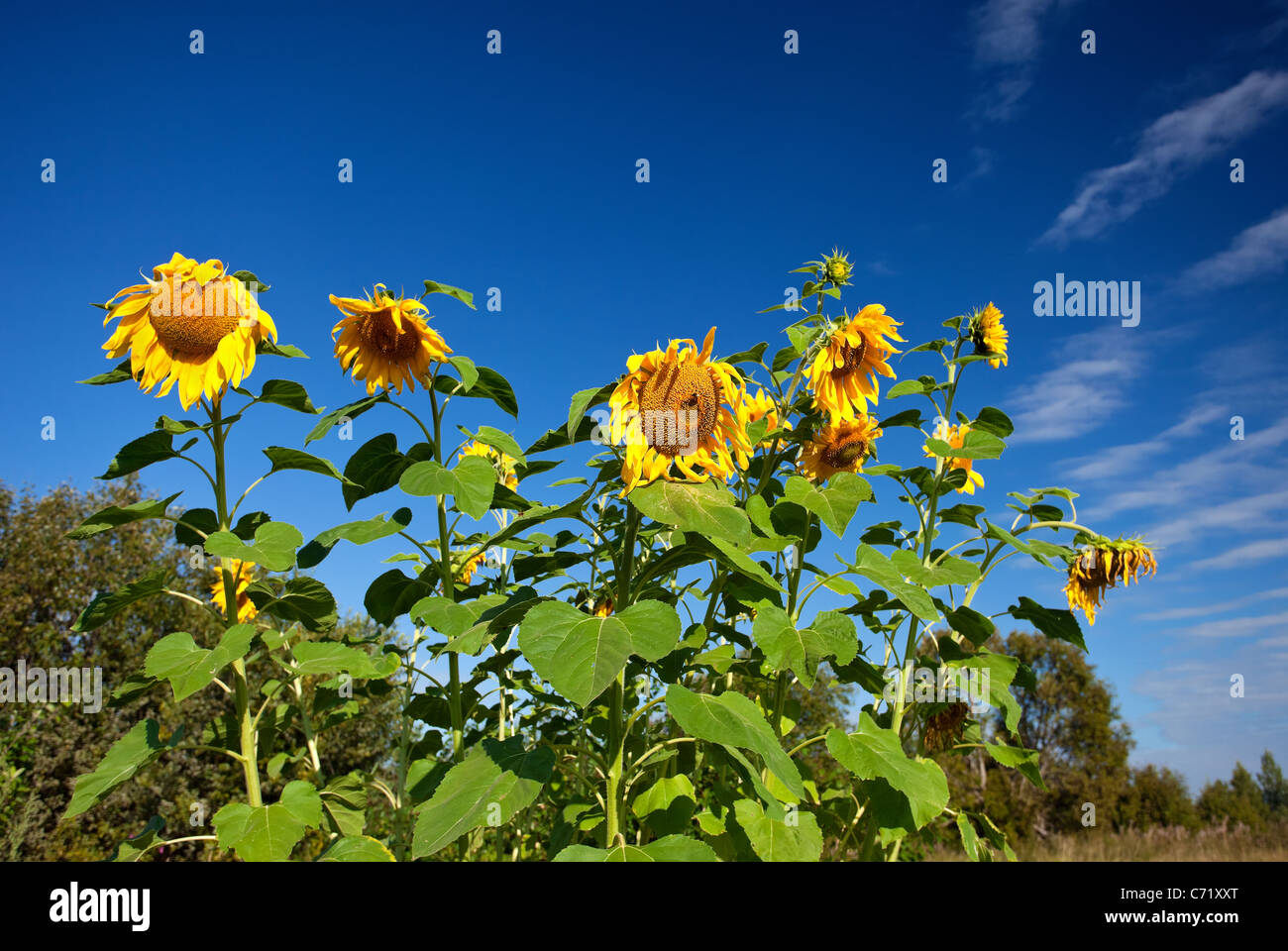 Beautiful sunflowers in the field Stock Photo - Alamy