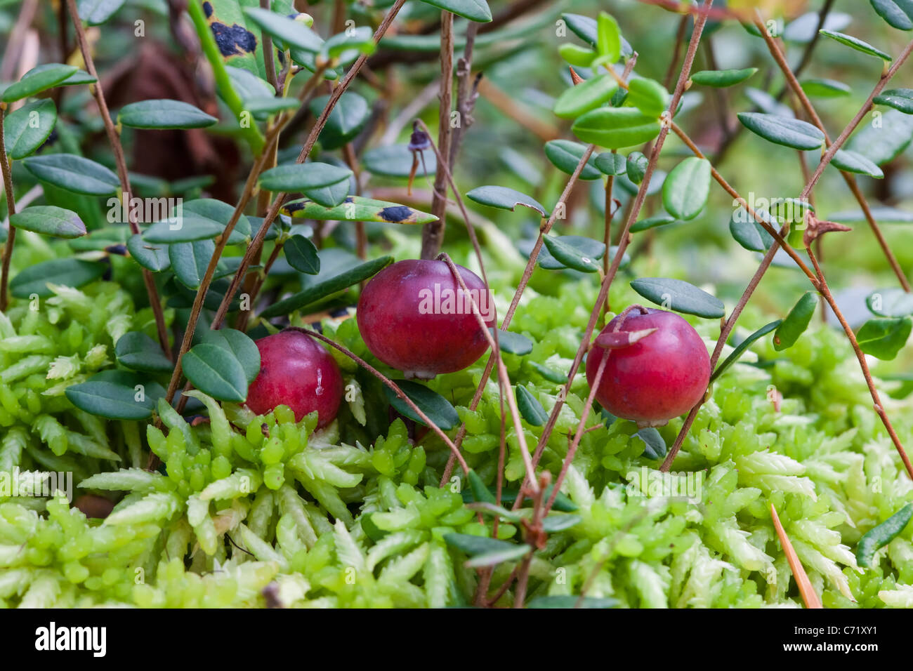 Cranberries growing hires stock photography and images Alamy