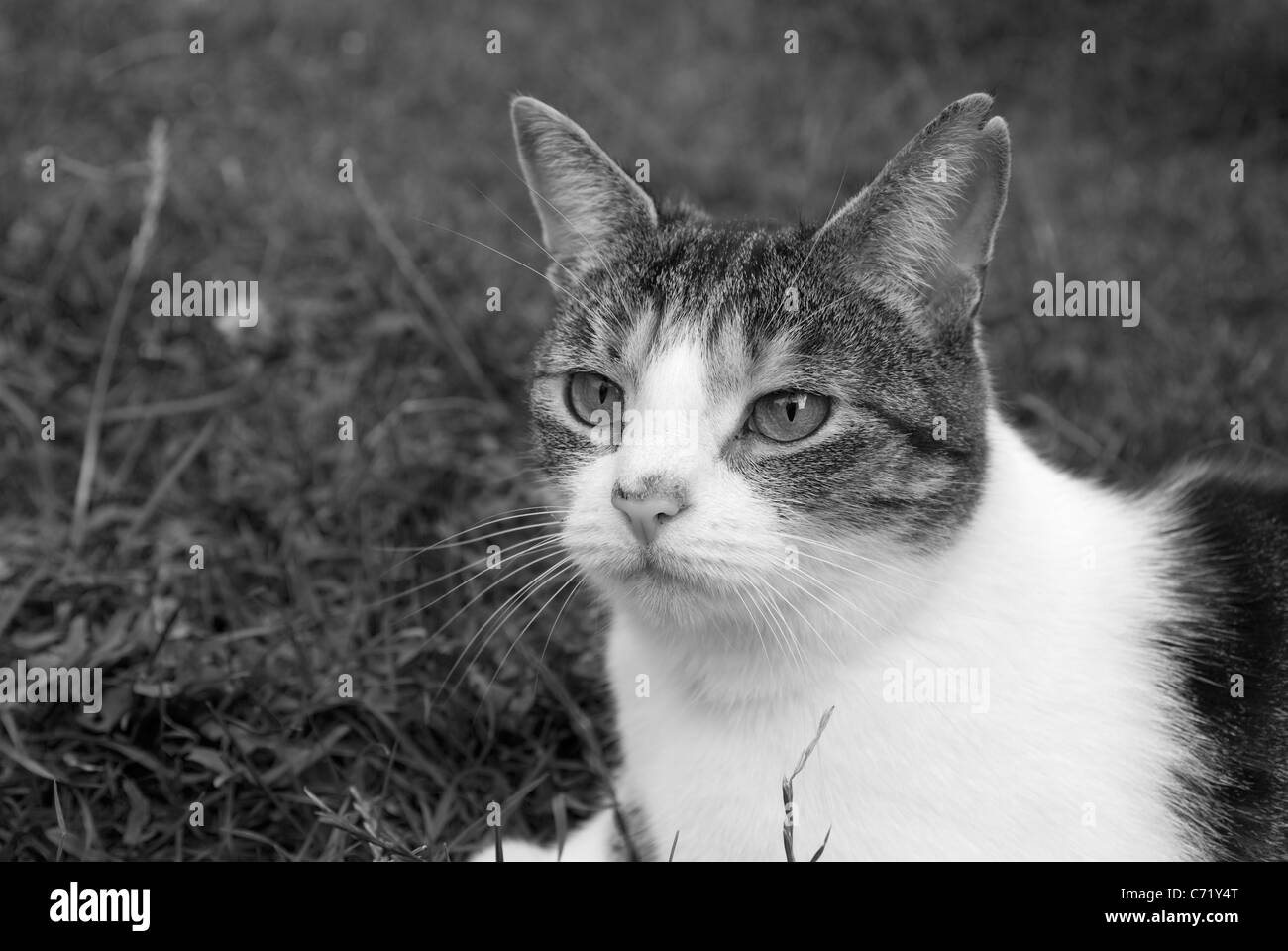 Female Cat Turtle shell  black and white Stock Photo
