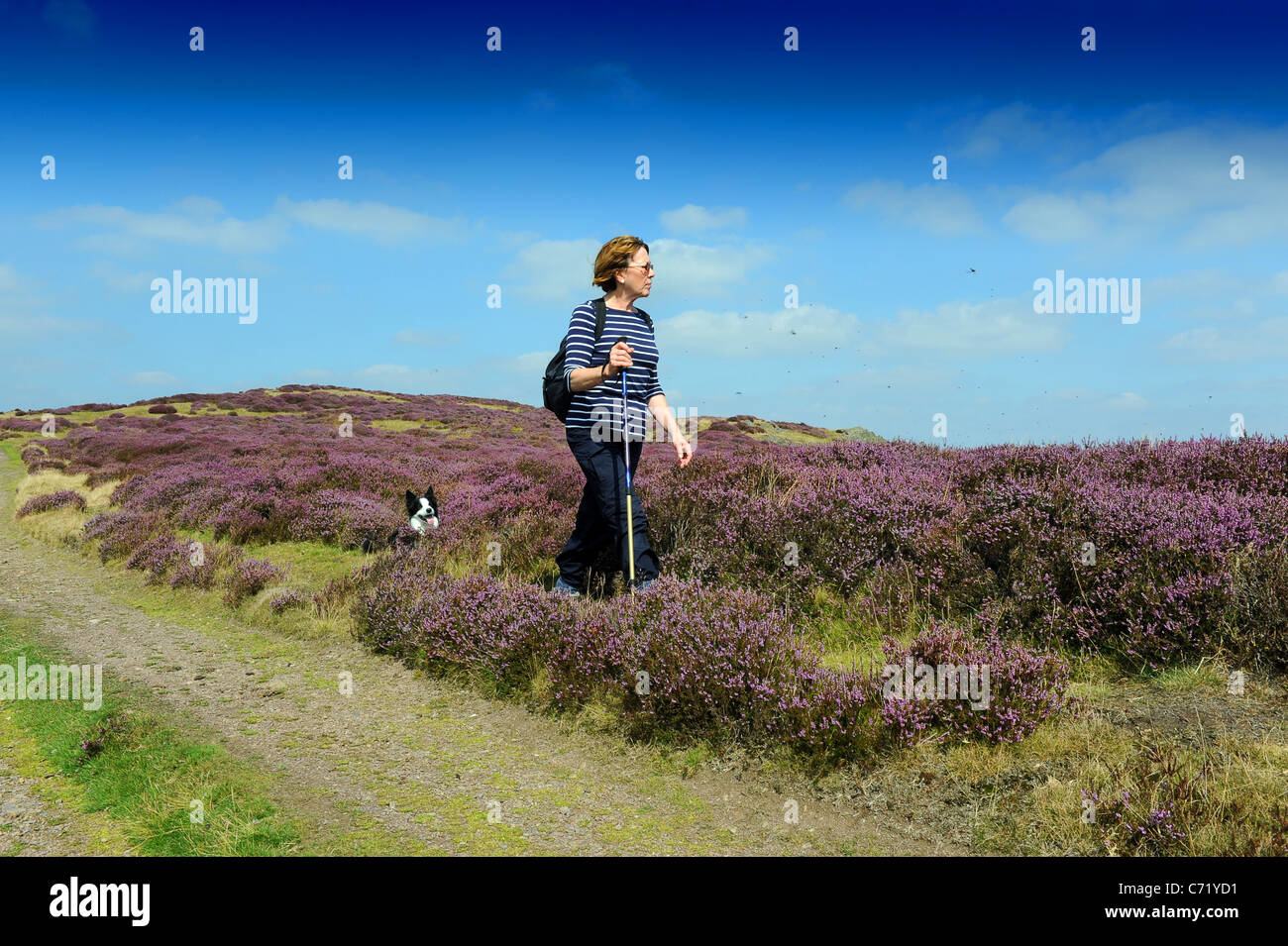 Woman walking through the purple Heather with hundreds flying insects hovering on The Long Mynd Church Stretton Shropshire Uk Stock Photo