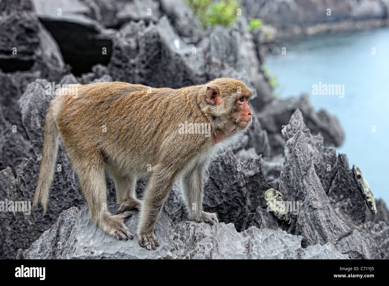 Monkey Island Monkeys Macaques Stock Photo