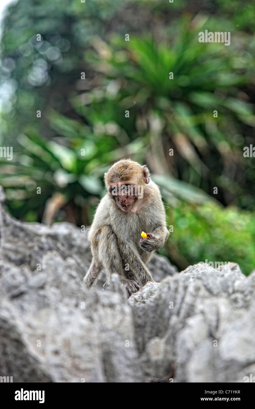 Monkey Island Monkeys Macaques Stock Photo