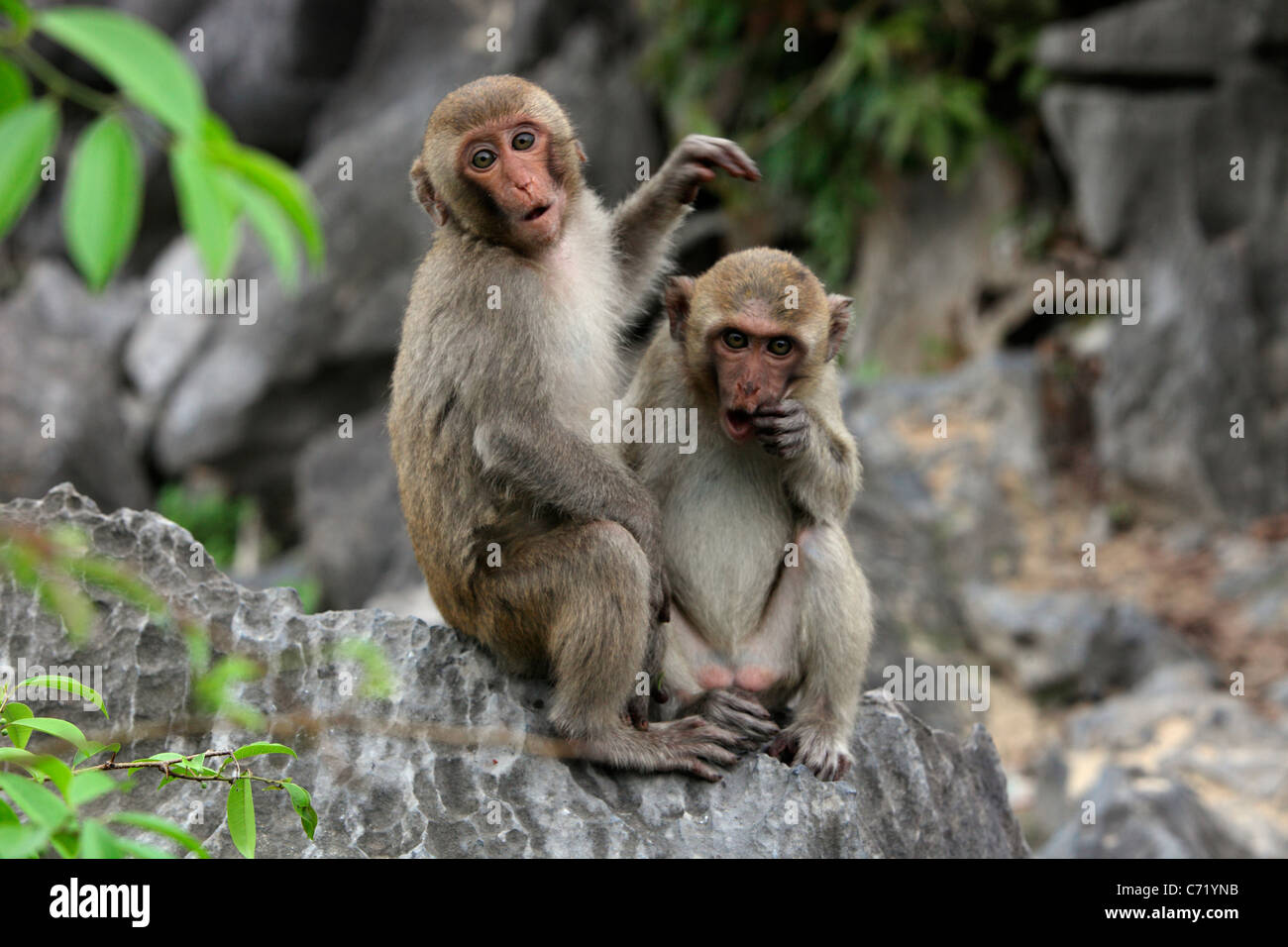 Monkey Island Monkeys- Macaques Stock Photo