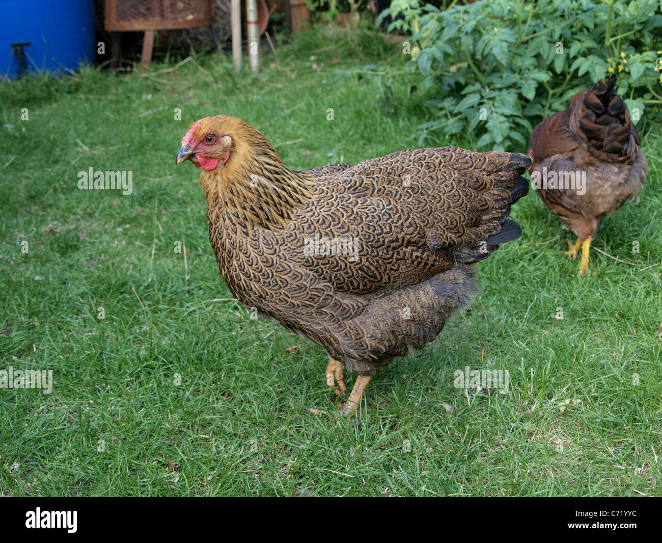 Partridge Wyandotte Chicken in back garden. UK Stock Photo
