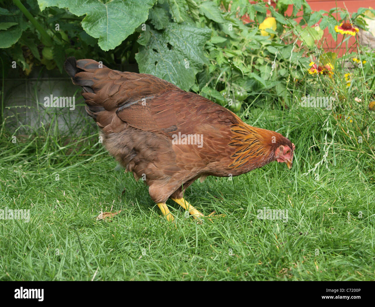 Welsummer Chicken on grass in back garden. UK Stock Photo