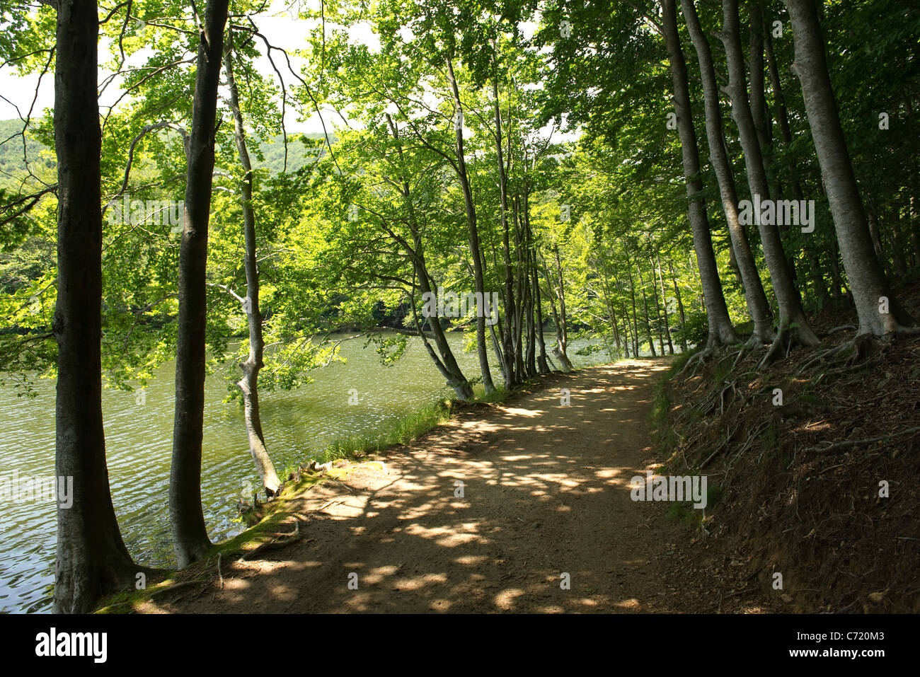 Path and tree along lake Stock Photo