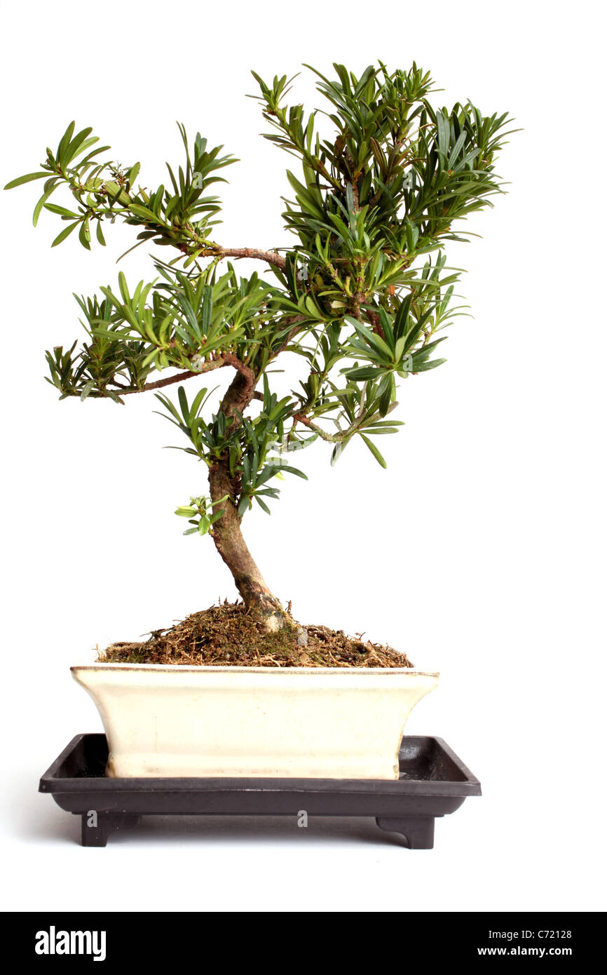 Buddhist pine - Japanese bonsai tree, raw and un trained straight from the nursery Stock Photo