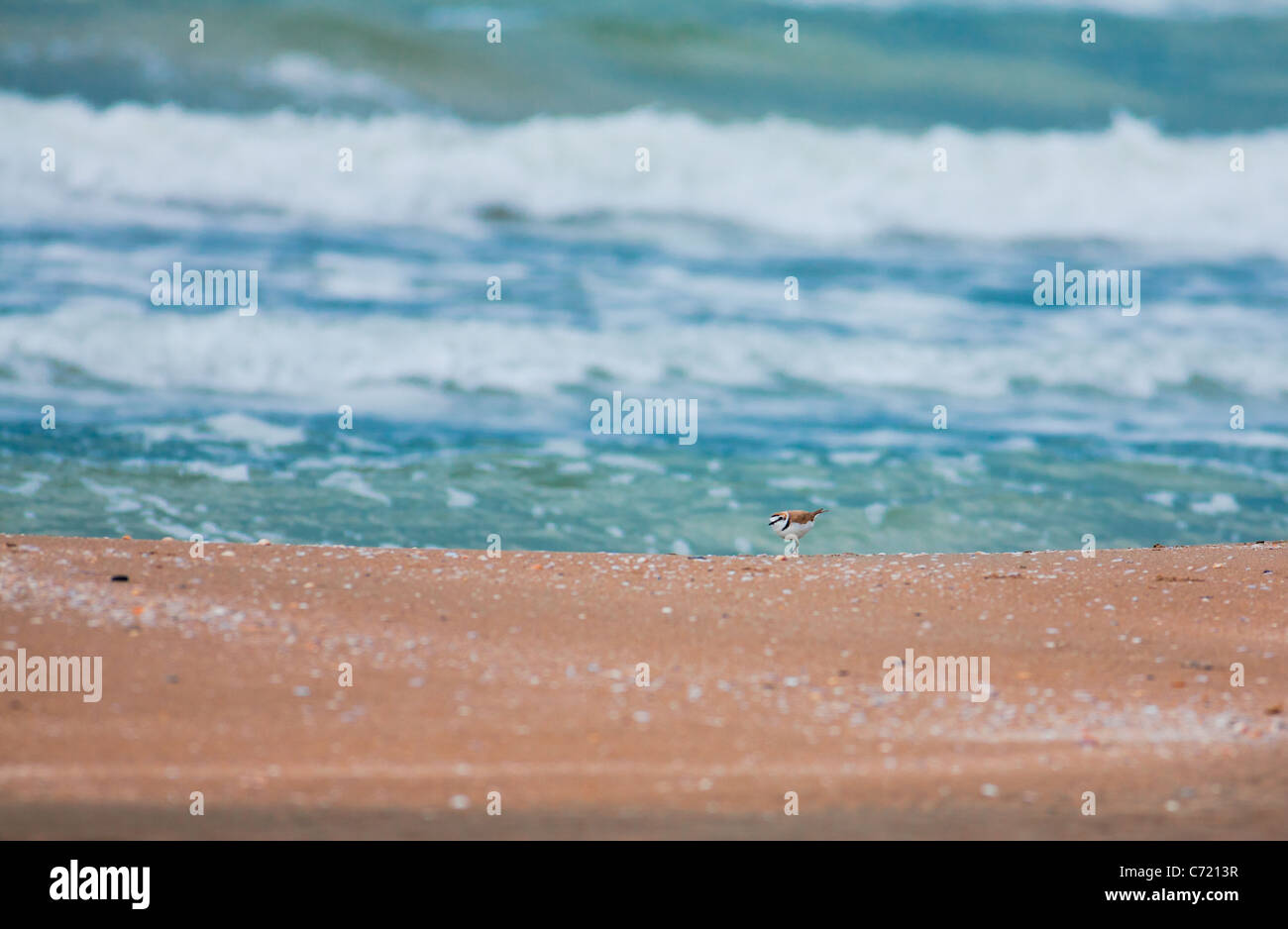 Ringed plover searching for food at Karatas beach, Turkey. Stock Photo