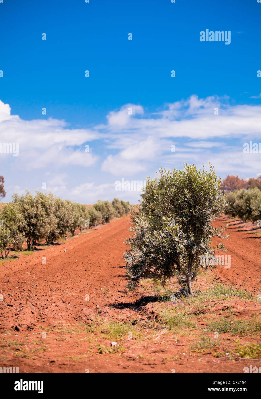 Olive trees orchard in spring, in Turkish countryside Stock Photo Alamy