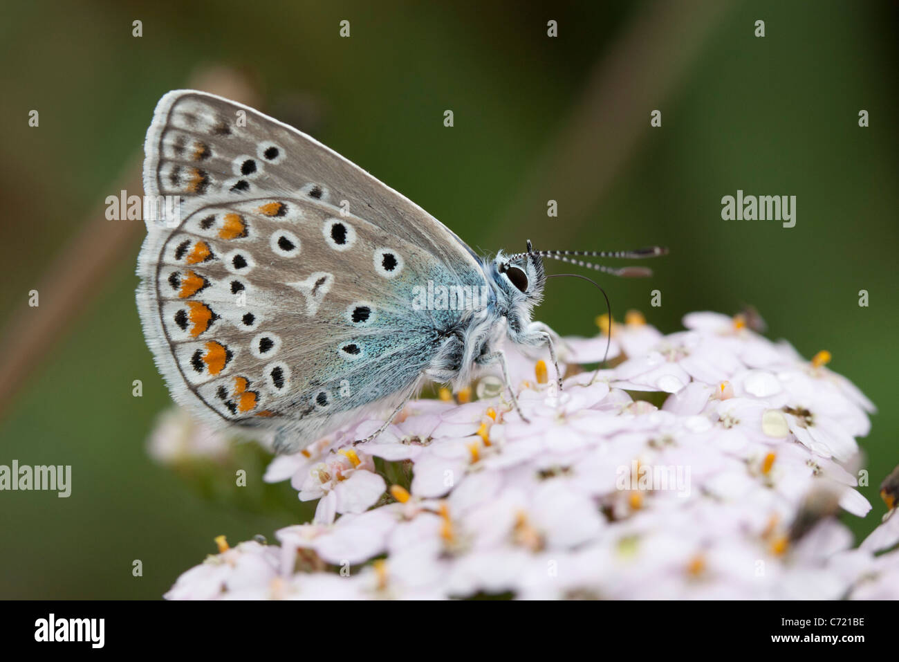 Adonis blue (Polyommatus bellargus) butterfly Stock Photo