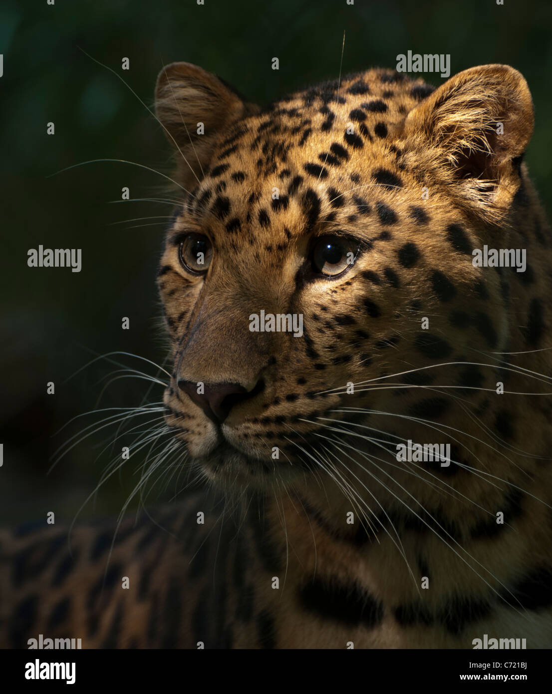 Male Amur leopard Stock Photo - Alamy