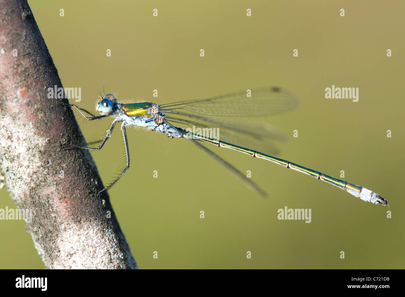 Emerald Damselfly or Common Spreadwing (Lestes sponsa Stock Photo - Alamy