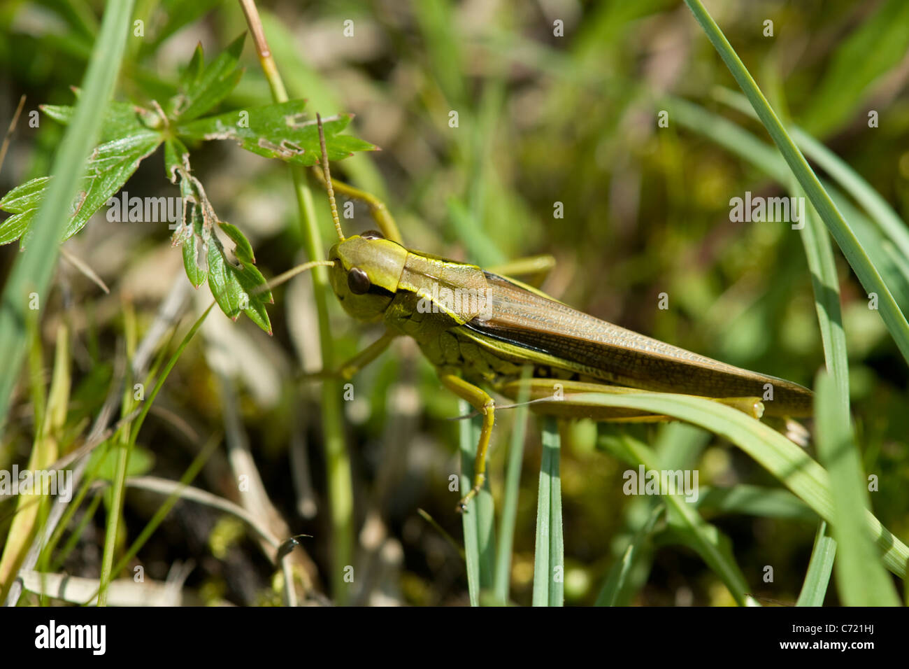 Grasshopper (Mecostethus grossus), male Stock Photo