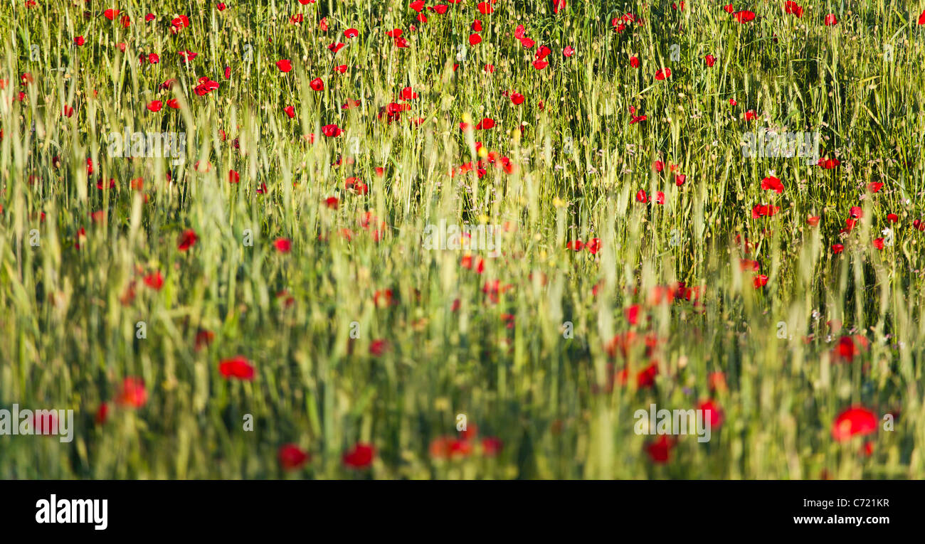 Spring landscape with poppy hi-res stock photography and images - Alamy