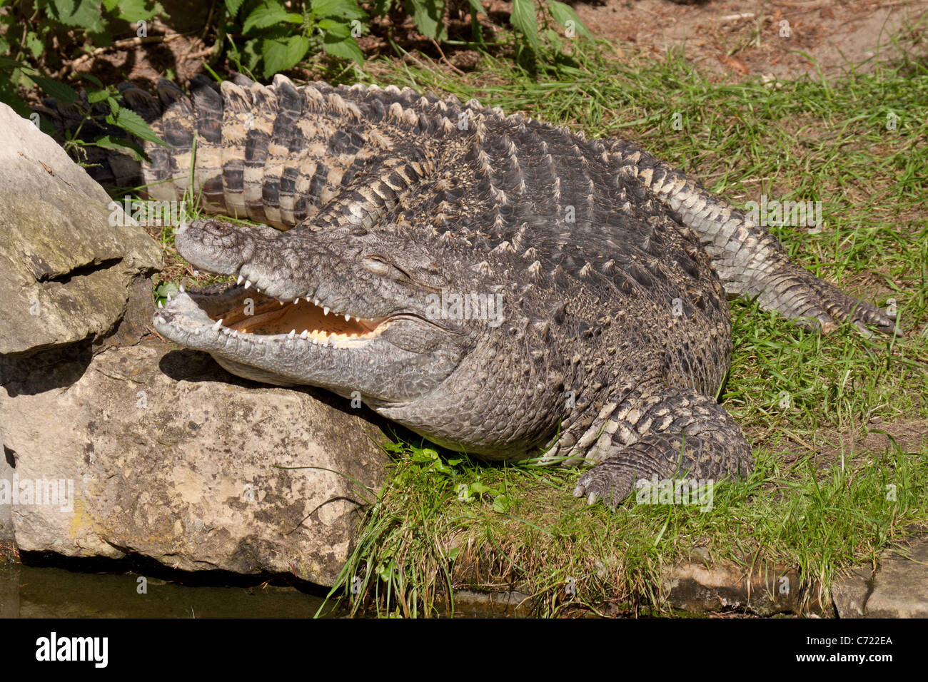 crocodile lying on river bank Stock Photo