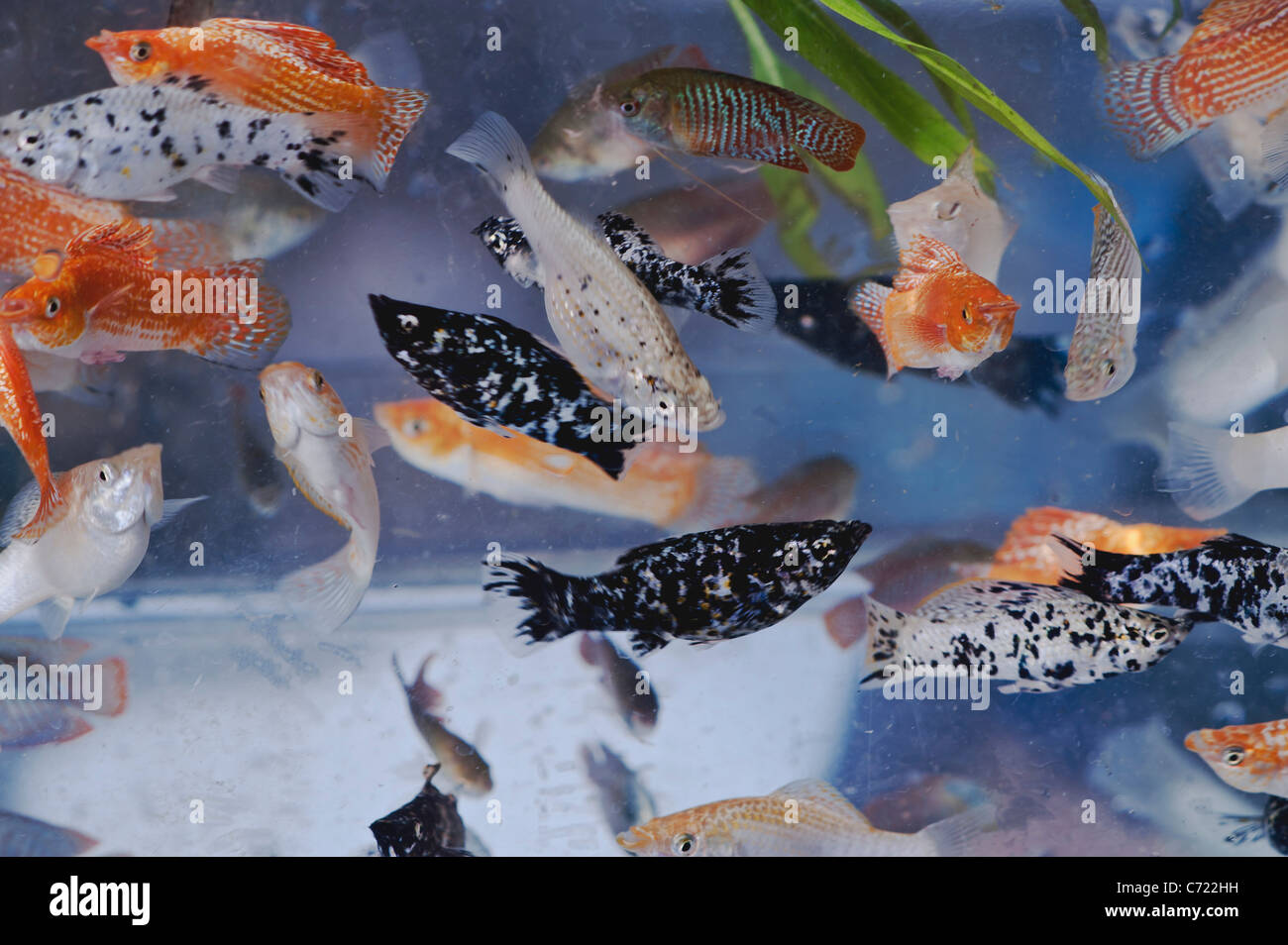 Varieties of Aqua Fishes Stock Photo