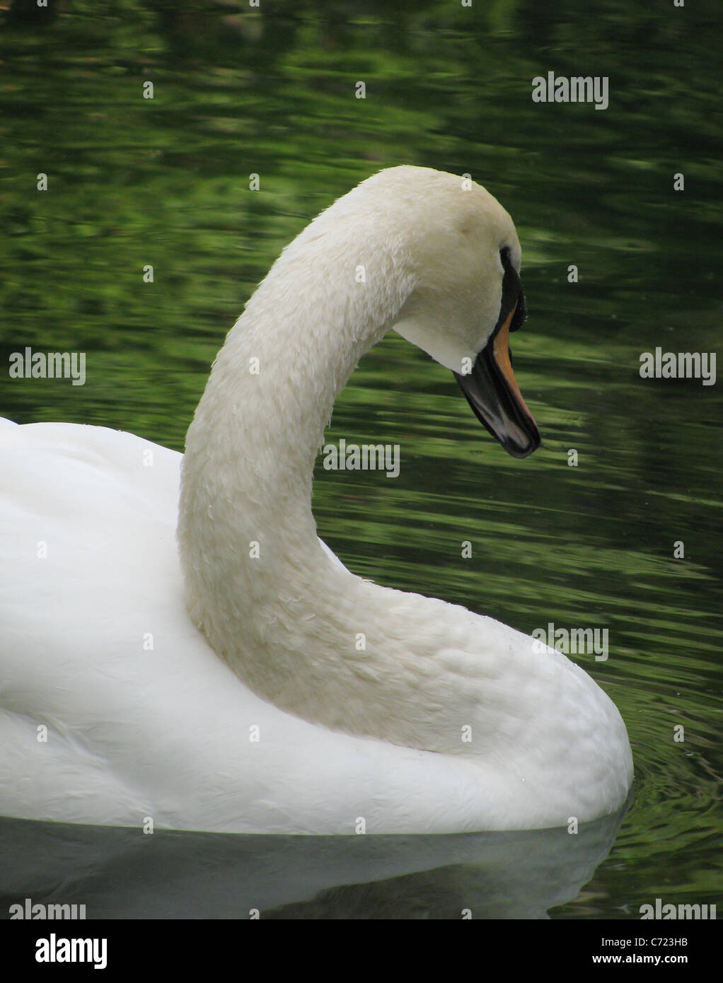 gentle white swan Stock Photo
