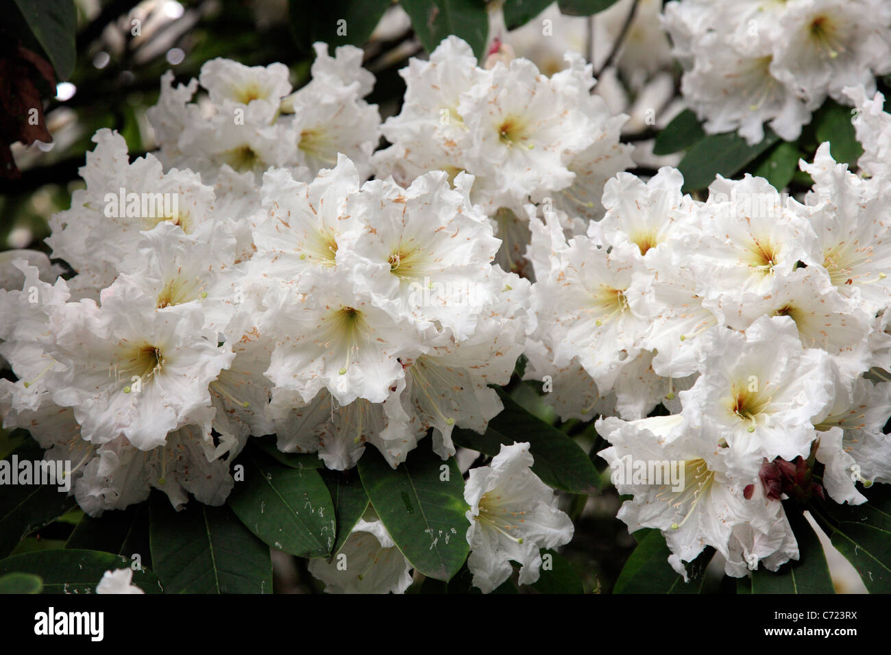 Rhododendron auriculatum Stock Photo