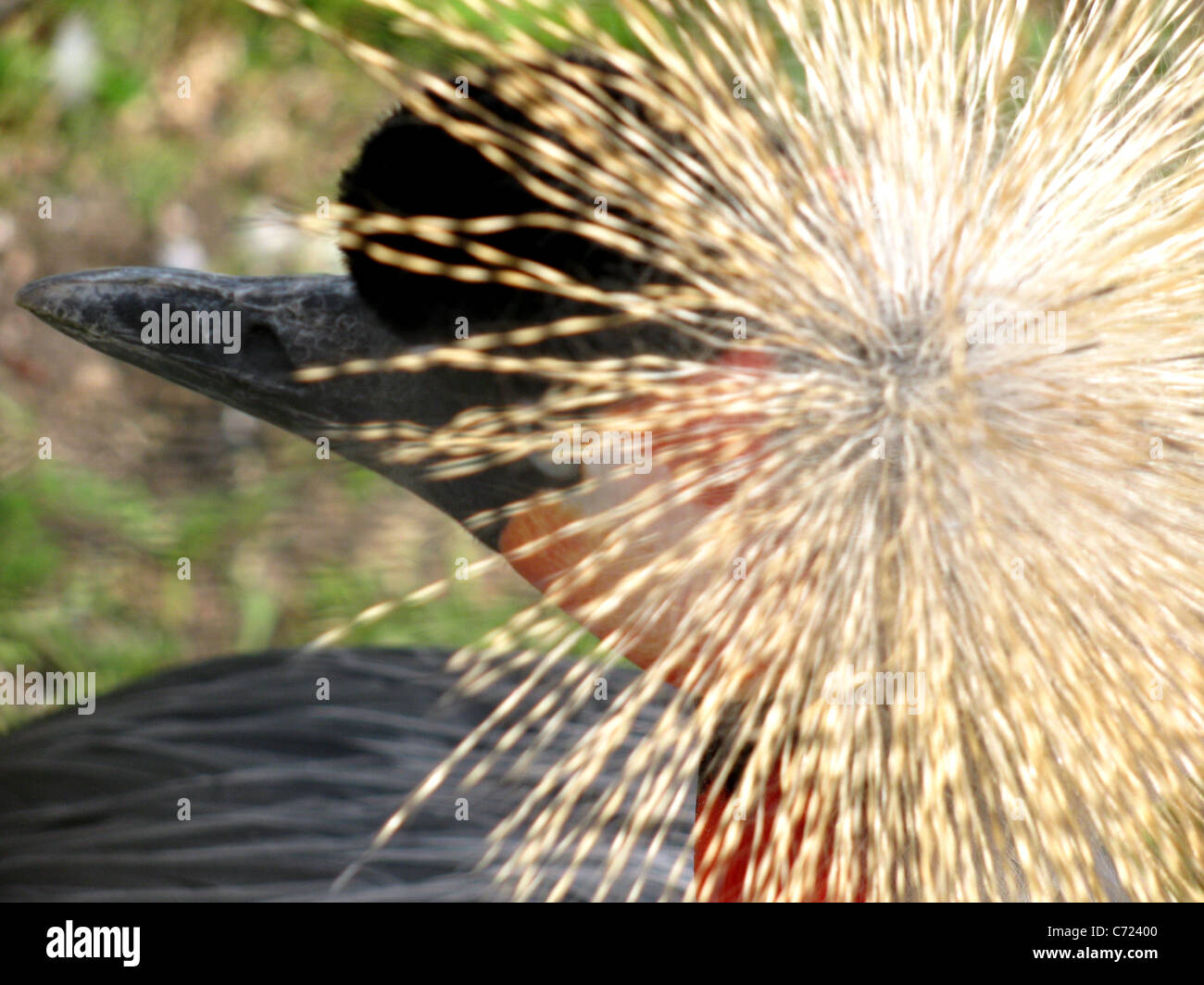 floccus of crowned crane Stock Photo