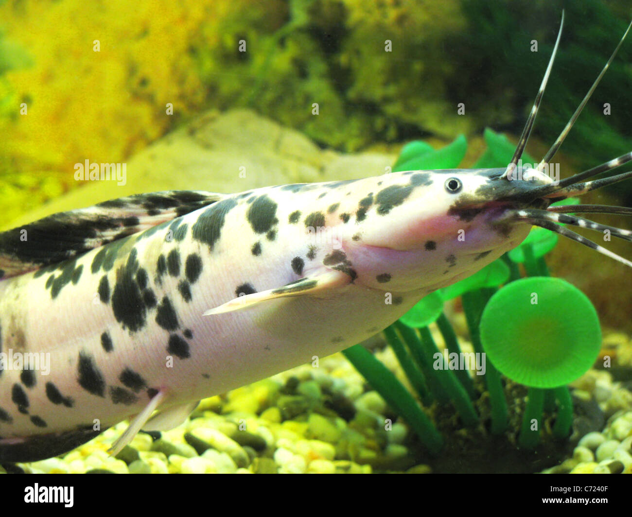 fish in aquarium Stock Photo