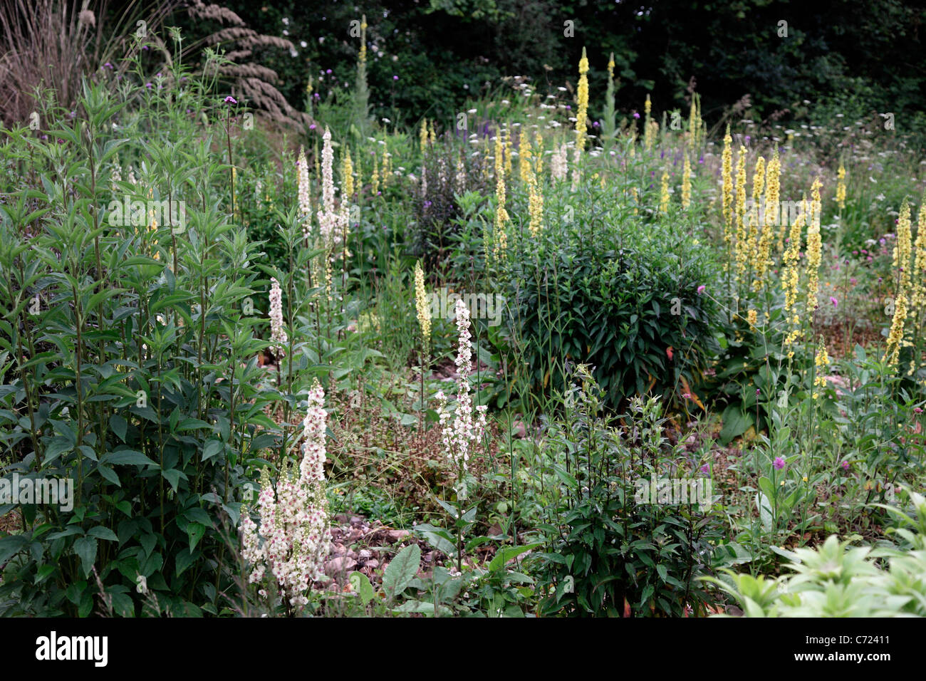Verbascum chaixii in the stone garden during late June at Holbrook, Devon Stock Photo