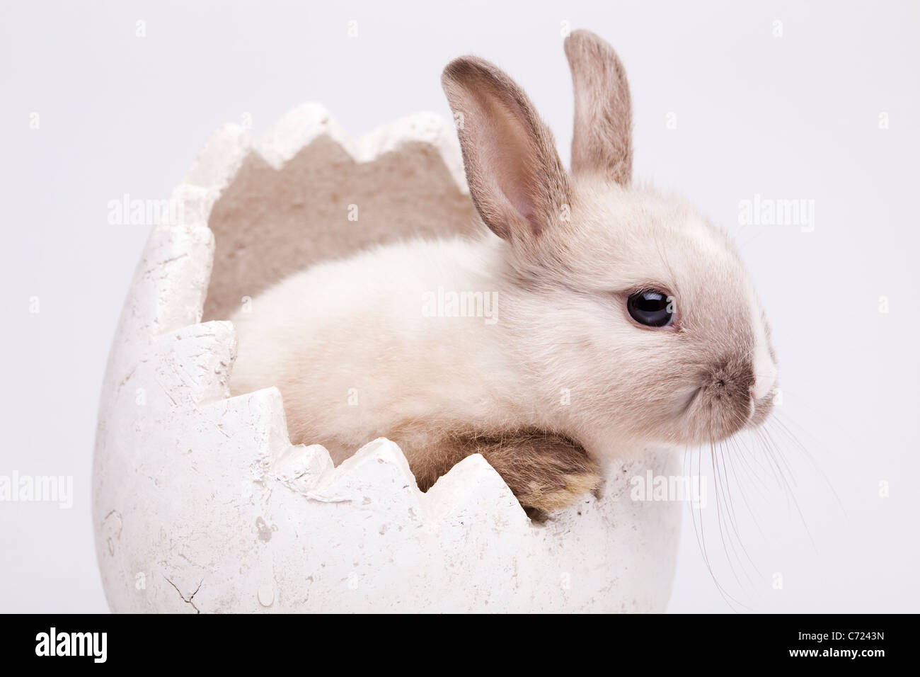 Curious Bunny Stock Photo