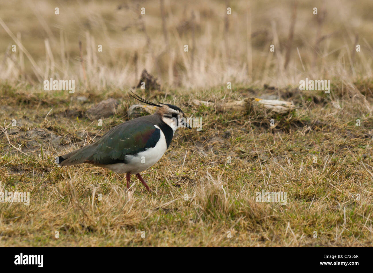 Northern Lapwing (Vanellus vanellus) Stock Photo