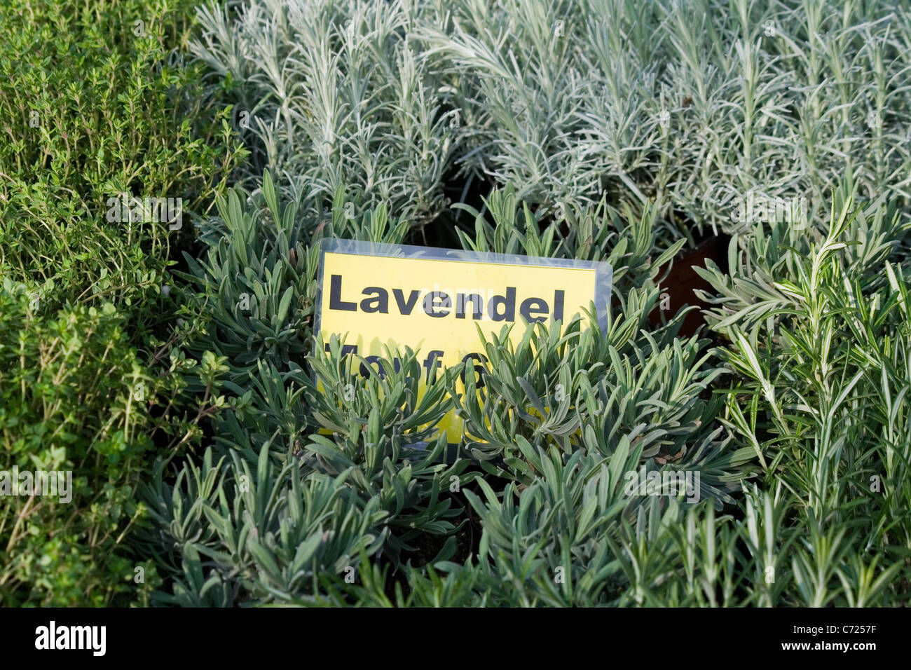 Lavender Plant Label Hi Res Stock Photography And Images Alamy