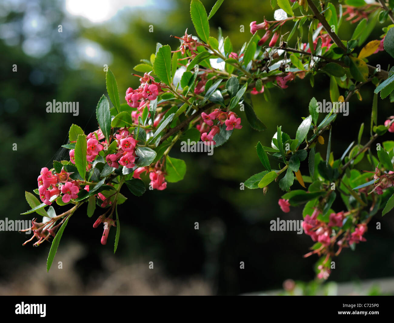 escallonia macrantha Stock Photo