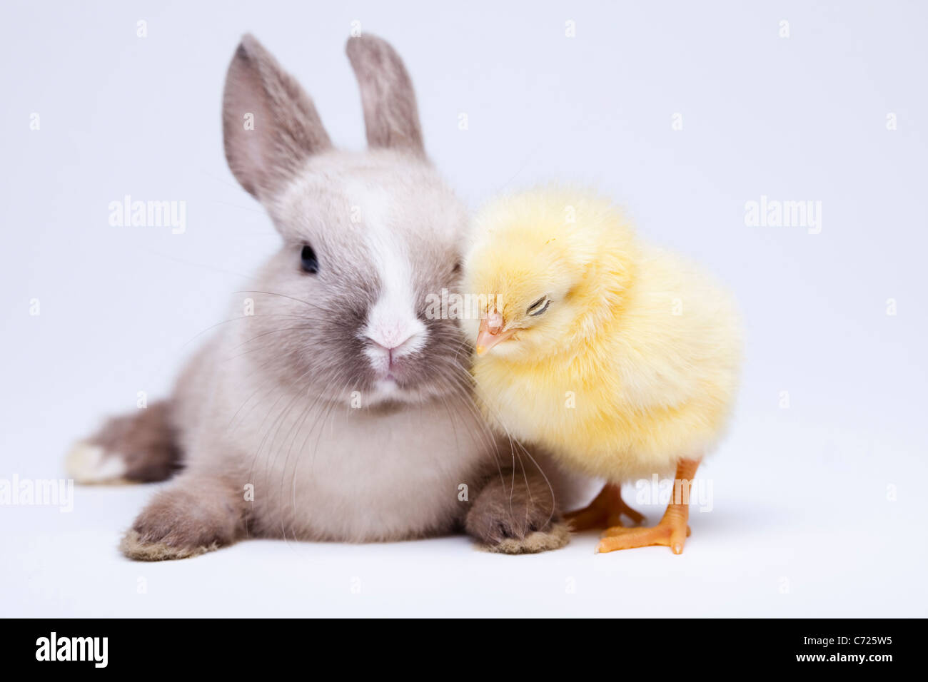 Female Rabbit Chicken Little Little chick on rabbit on white Stock Photo - Alamy