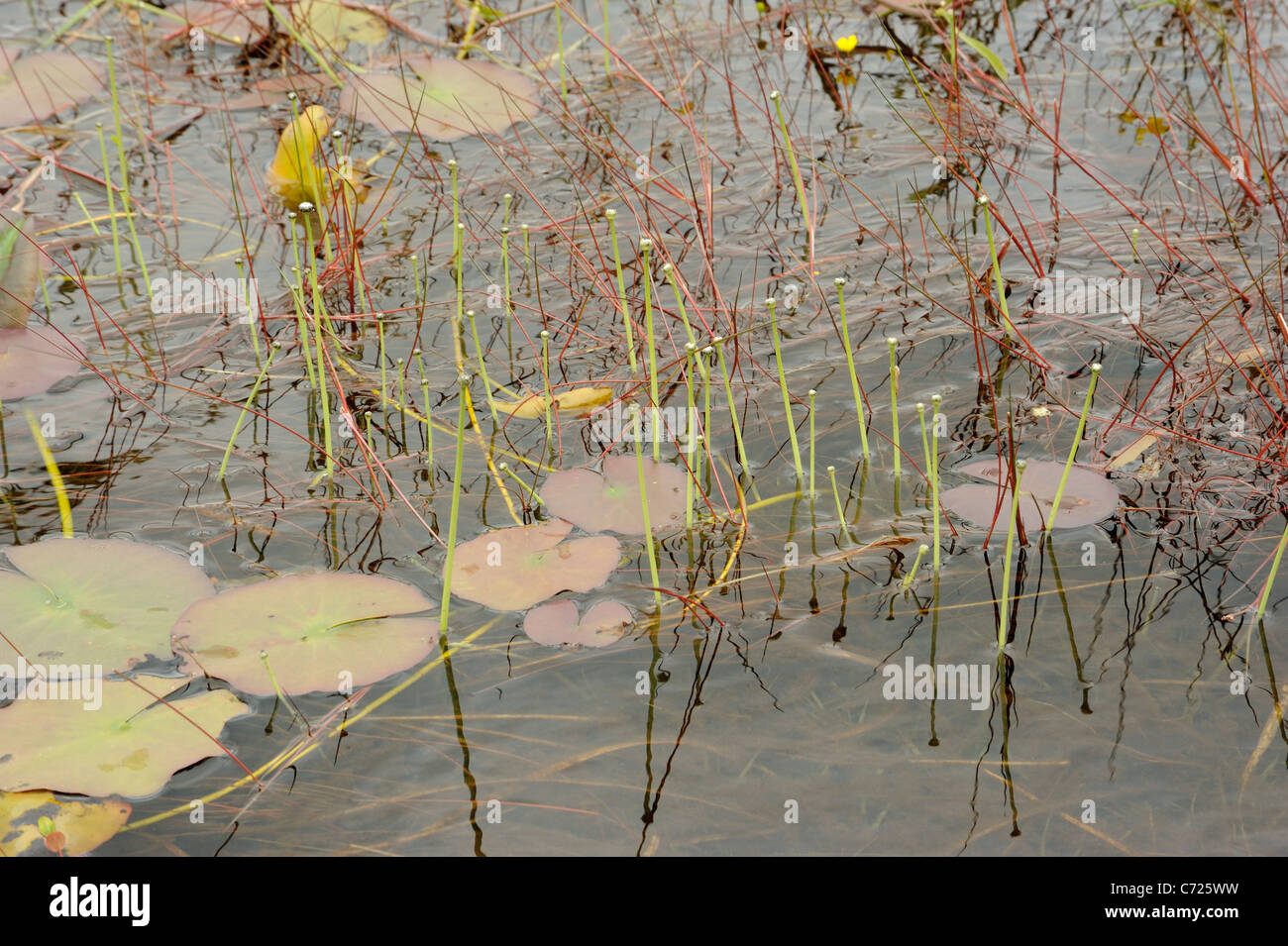 Pipewort, eriocaulon aquaticum Stock Photo