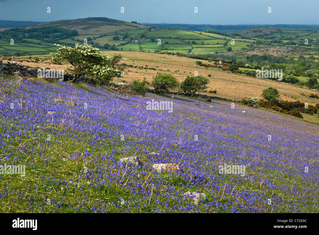 A panoramic view across Dartmoor National Park towards Meldon Hill with bluebells in the foreground near Chagford Stock Photo