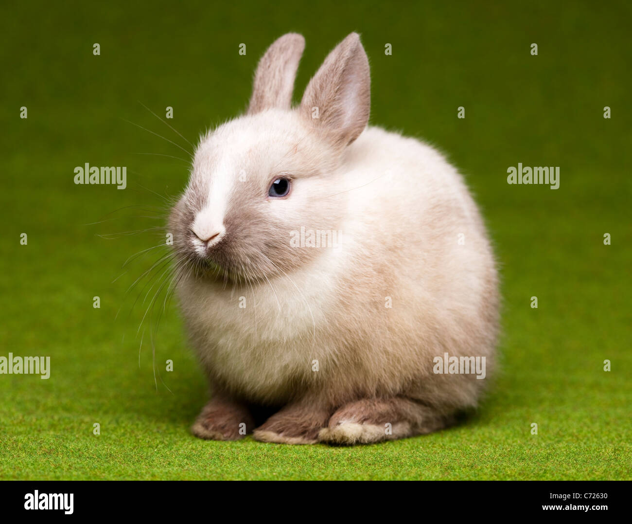 Green background and bunny Stock Photo - Alamy