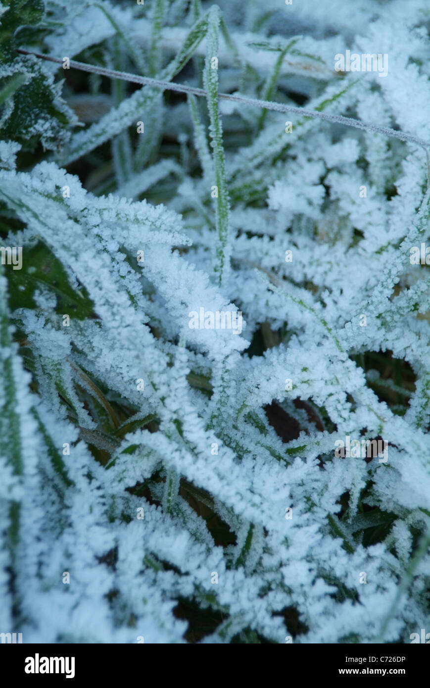 Frost covered grass in hi-res stock photography and images - Alamy