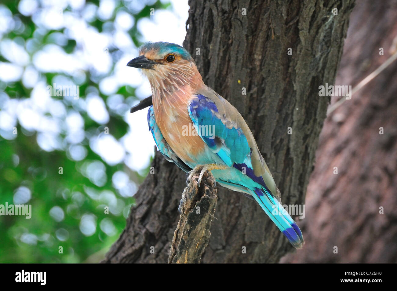 Bird at Keoladeo National Park Stock Photo