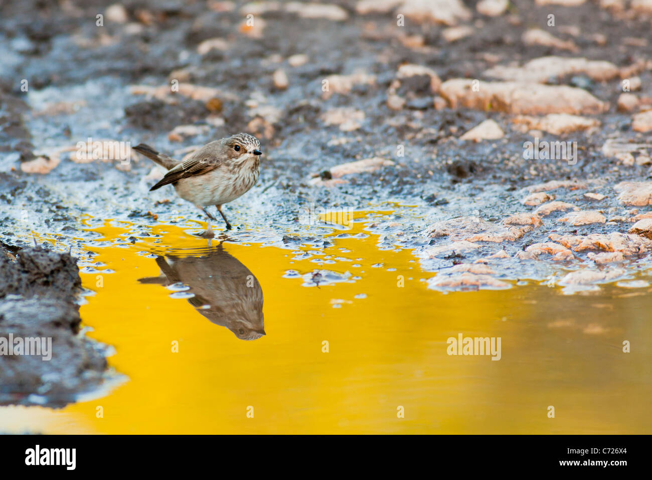 Spotted Flycatcher sitting my a pool in the morning. Stock Photo