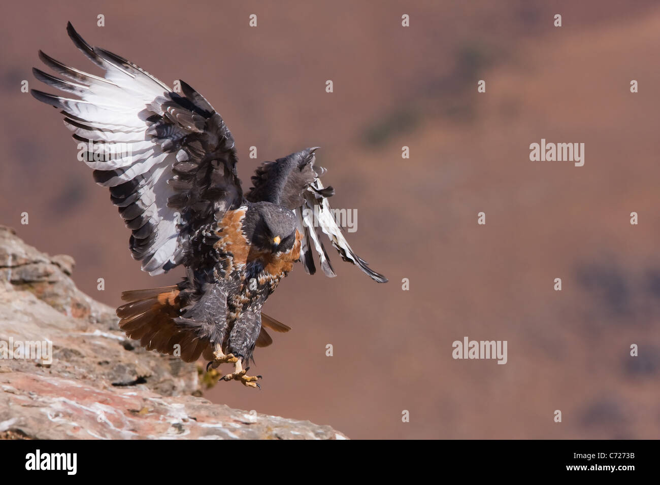 jackal buzzard in flight Stock Photo