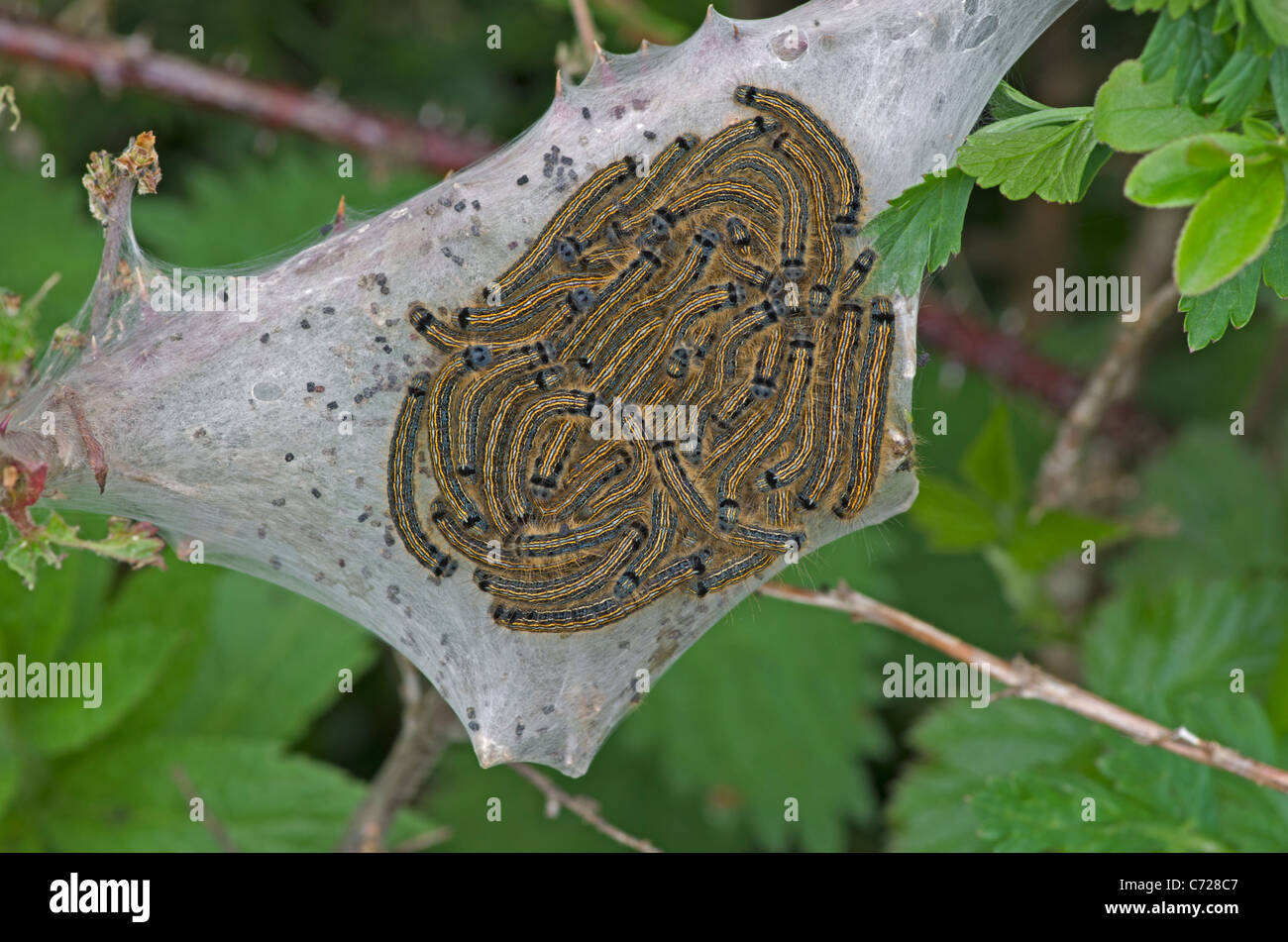 A web of Lackey Moth Caterpillars, Caergeiliog, Anglesey, Wales, UK. Stock Photo