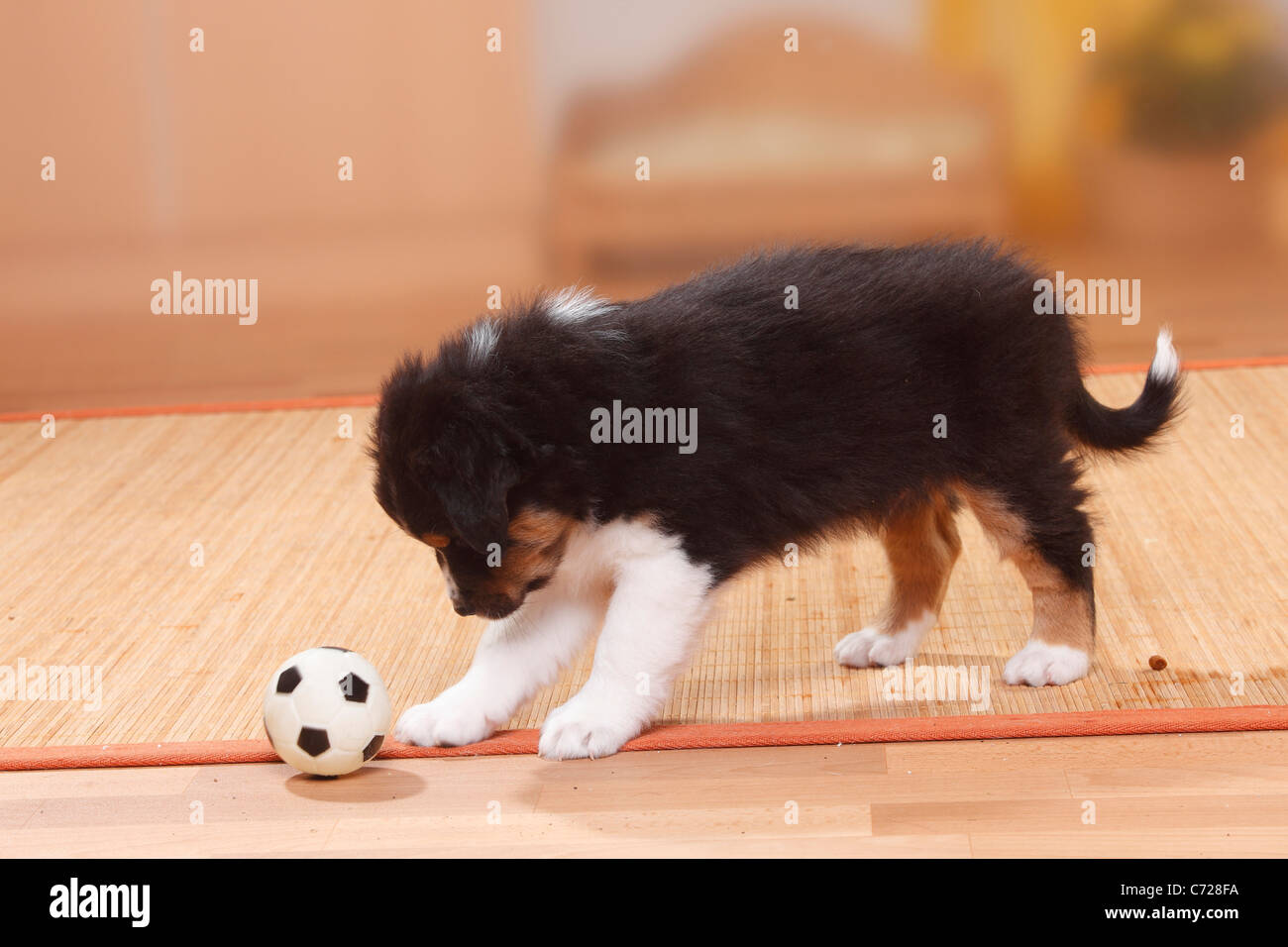 Australian Shepherd, puppy, black-tri / toy, ball Stock Photo