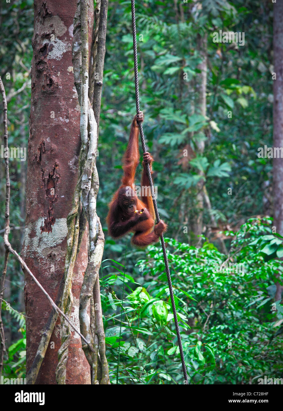 orangutang in Semenggoh Wildlife Rehabilitation Centre Stock Photo