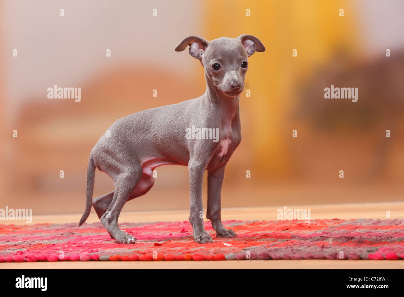Italian Greyhound, puppy, 8 weeks, blue / Piccolo Levriero Italiano, carpet  Stock Photo - Alamy