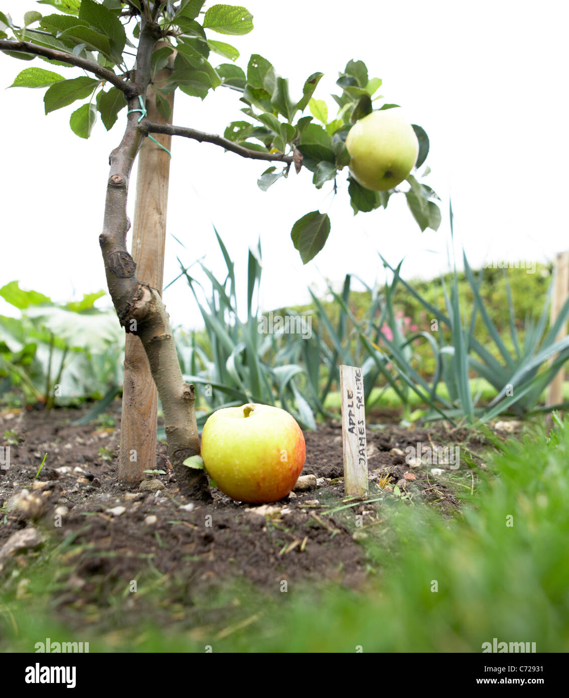 'James Grieve' variety of apple growing in a Dorset victorian garden, England, UK Stock Photo