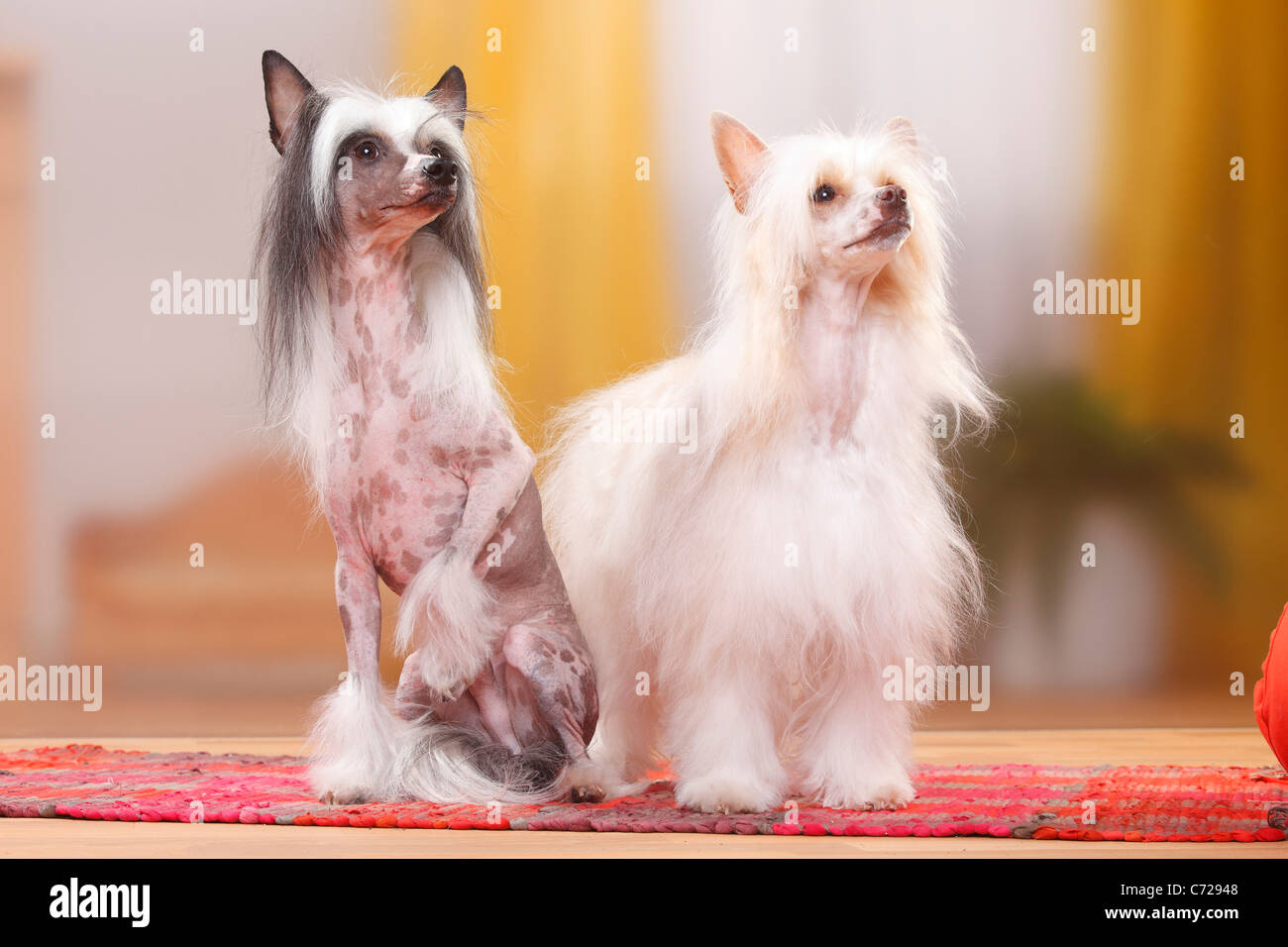 Chinese crested powder puff hires stock photography and images Alamy