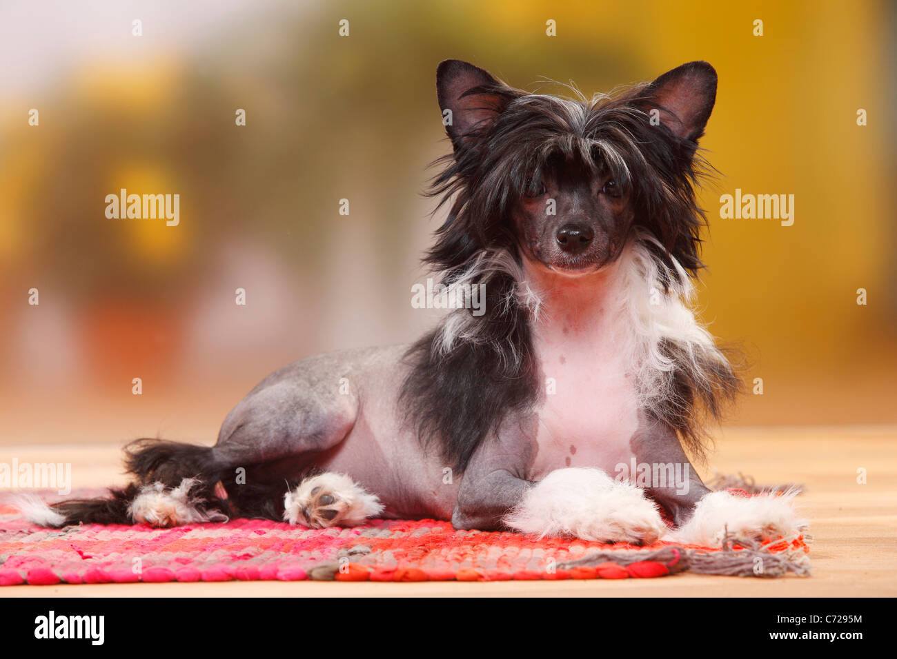 Chinese Crested Hairless Puppies chinese-crested-hairless-puppies