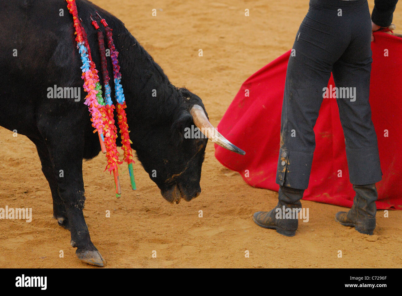 Bullfight Stock Photo