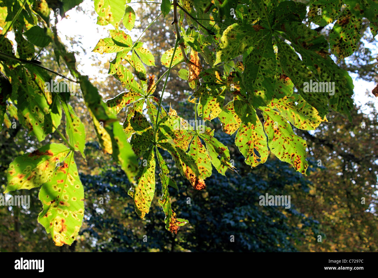 Horse chestnut tree leaves showing damage by the leaf miner moth. Nonsuch Park Ewell Surrey England UK Stock Photo