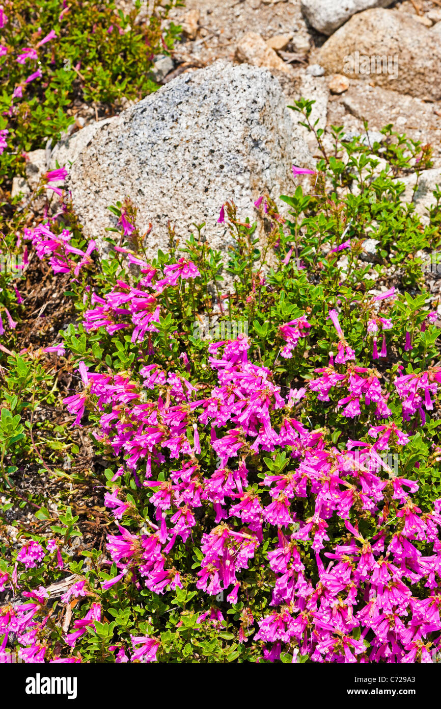 Penstemon newberryi or Mountain Pride wildflowers alongside Tioga Road, Yosemite National Park, USA. JMH5280 Stock Photo