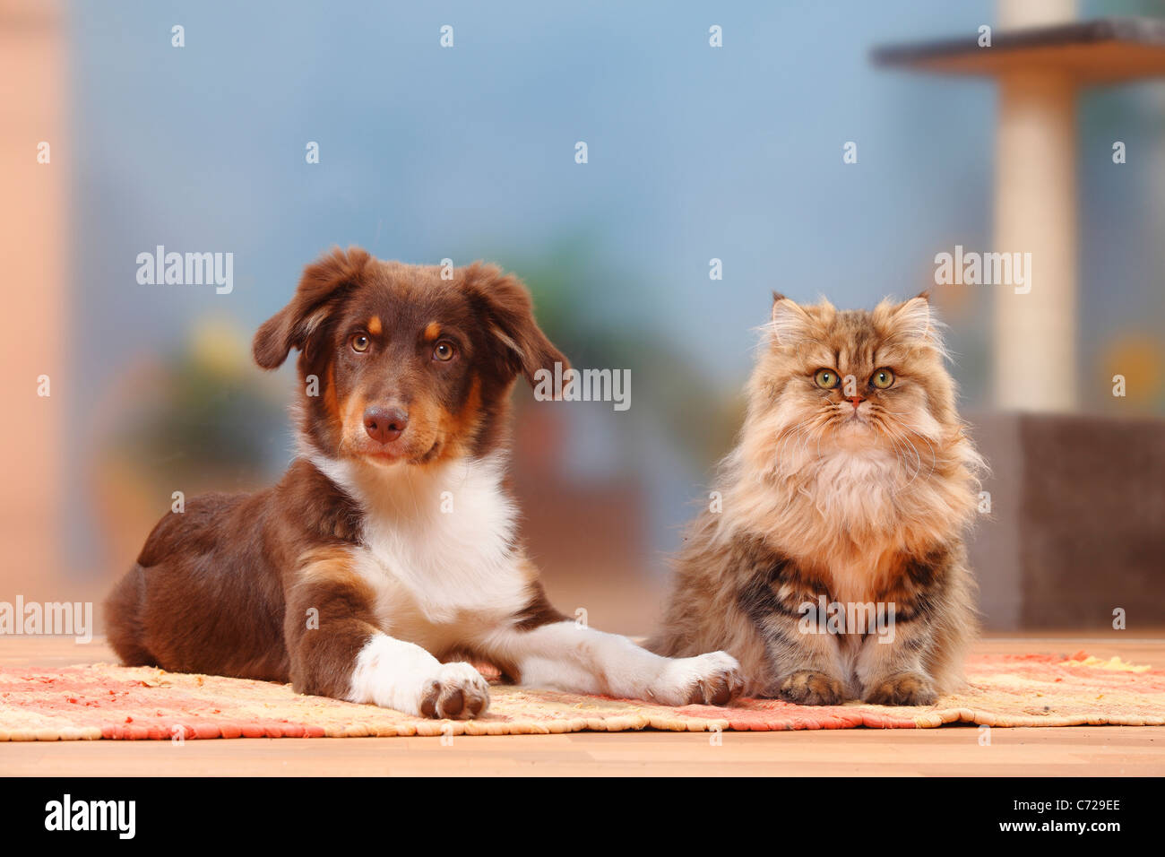 Australian Shepherd, red-tri, 5 months, and Britisch Longhair Cat / Highlander, Lowlander, Britanica Stock Photo