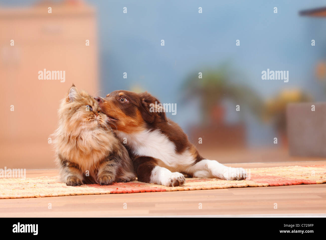 Australian Shepherd, red-tri, 5 months, and Britisch Longhair Cat / Highlander, Lowlander, Britanica, cuddling Stock Photo