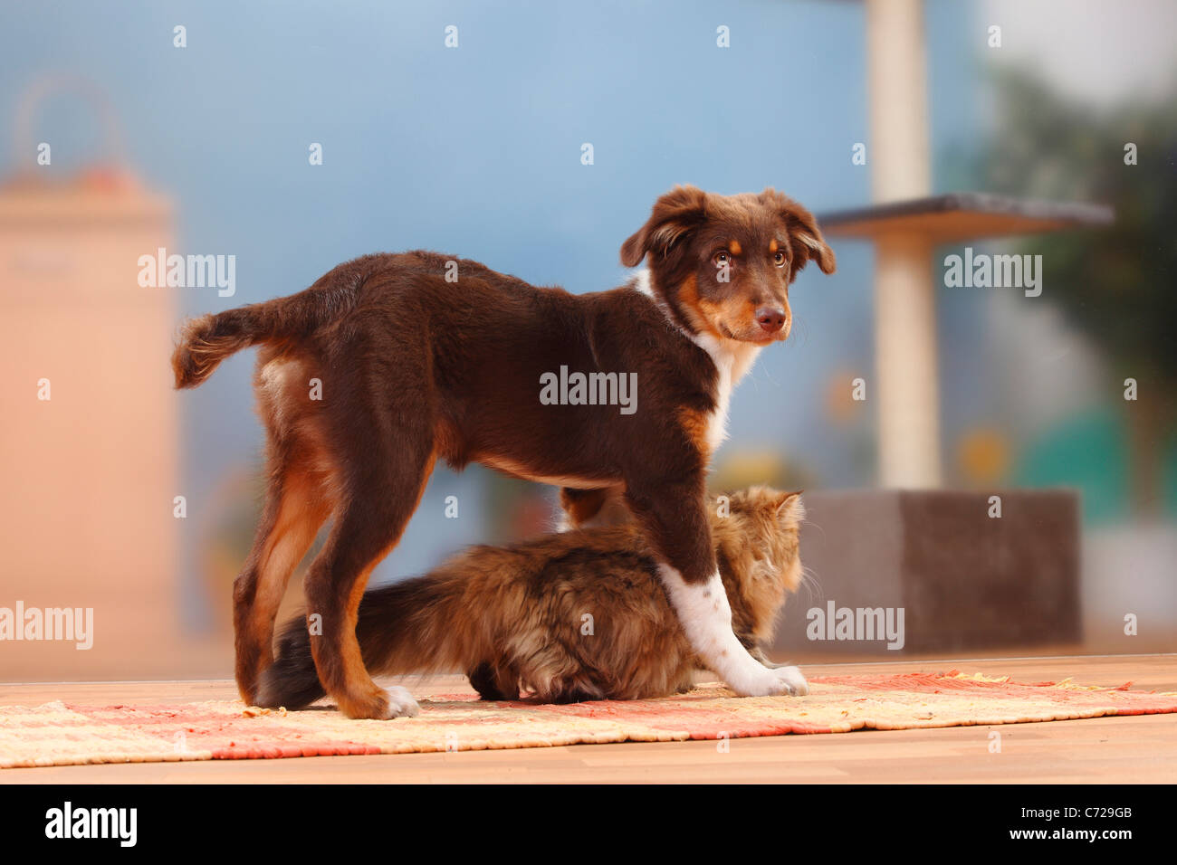 Australian Shepherd, red-tri, 5 months, and Britisch Longhair Cat / Highlander, Lowlander, Britanica Stock Photo